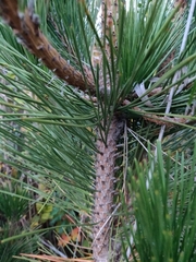Pinus thunbergii