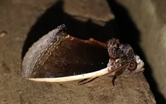 Gonodonta