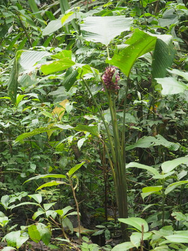 Image of Goeppertia latifolia by no rights reserved
