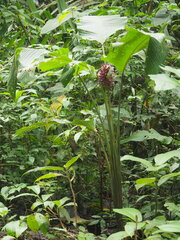 Goeppertia latifolia