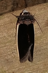 Gonodonta