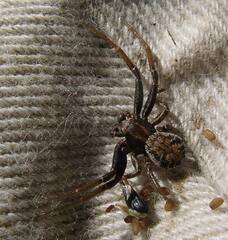 Xysticus cunctator