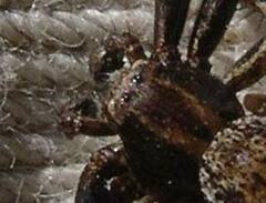Xysticus cunctator