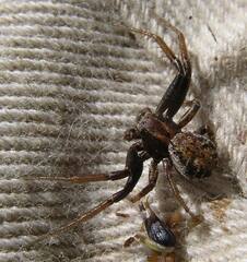 Xysticus cunctator