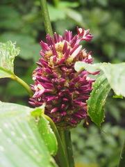 Goeppertia latifolia