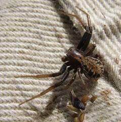 Xysticus cunctator