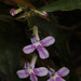 Lobelia hartlaubii