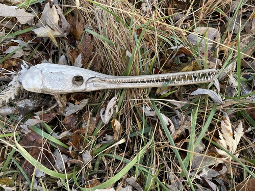 Gar (Lepisosteus osseus) — Lepisosteidae — 3