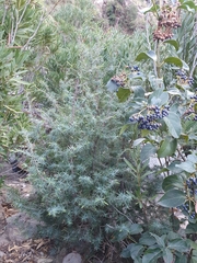 Juniperus oxycedrus
