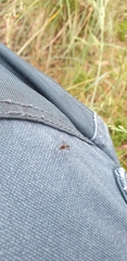 Aedes notoscriptus
