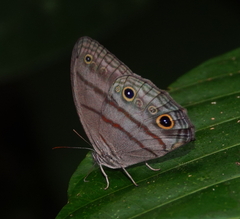 Megeuptychia antonoe