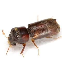 Xyloblaptus quadrispinosus