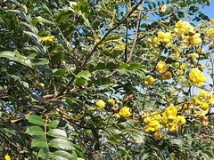 Senna atomaria
