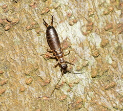 Forficula auricularia