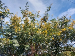 Senna atomaria