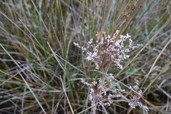 Limonium vulgare