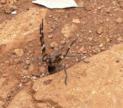 Phoneutria nigriventer