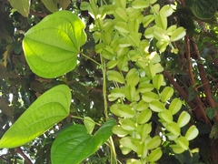 Dioscorea galeottiana