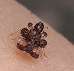 Corythucha juglandis