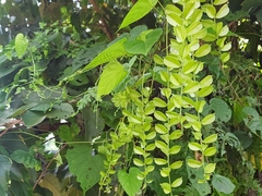 Dioscorea galeottiana