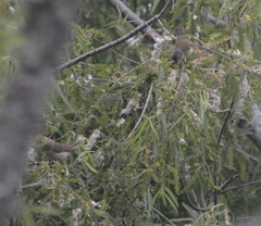 Leiothlypis peregrina