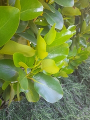 Griselinia lucida