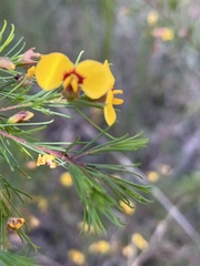 Dillwynia tenuifolia