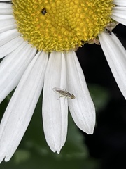 Meromyza