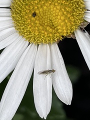 Meromyza
