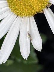 Meromyza