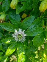 Passiflora edulis