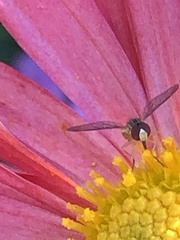 Toxomerus marginatus