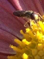 Toxomerus marginatus