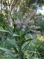 Cordyline