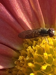 Toxomerus marginatus