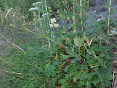 Drymocallis rupestris