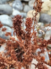 Rumex maritimus