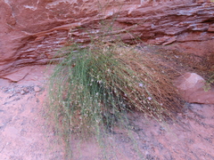 Stephanomeria tenuifolia