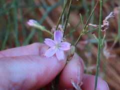 Stephanomeria tenuifolia