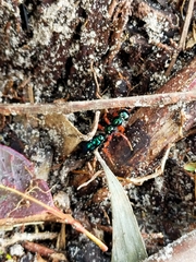 Diamma bicolor