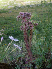 Sempervivum tectorum