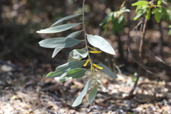 Acacia holosericea