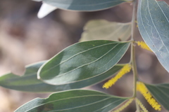 Acacia holosericea