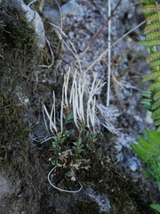 Cardamine resedifolia