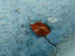 Ellipticus testaceus