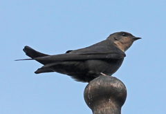 Ptyonoprogne fuligula