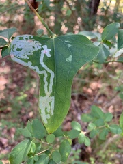 Marmara smilacisella