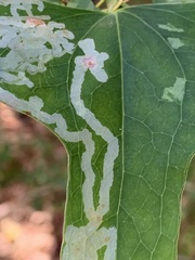 Marmara smilacisella