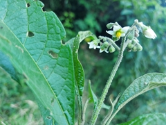 Solanum umbellatum