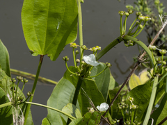 Echinodorus cordifolius